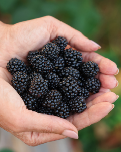 Blackberry Black Satin